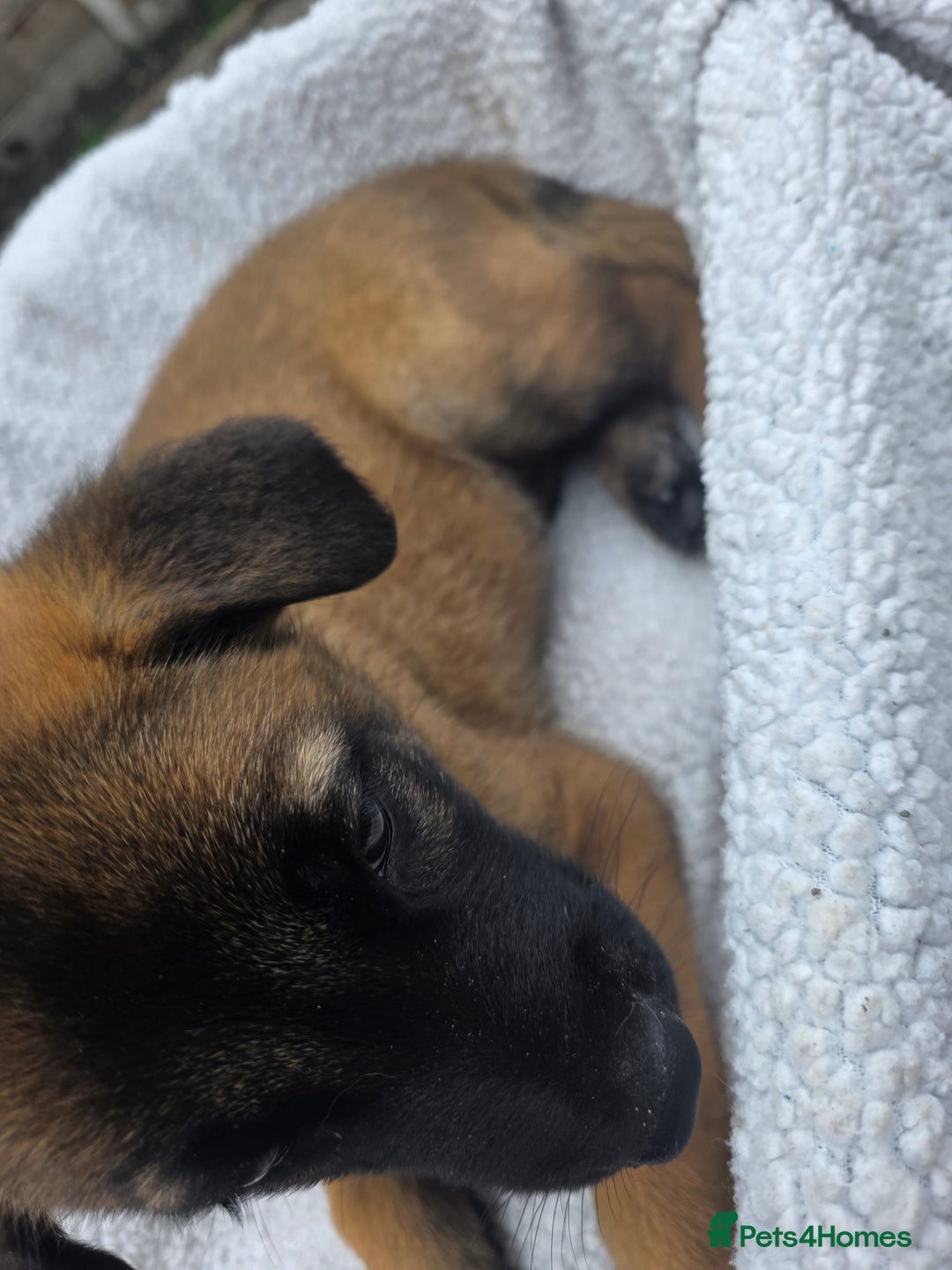 Belgian Shepherd Dog dogs for sale: belguim malinois free training provided - Image 38