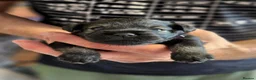 Miniature Schnauzer dogs for sale: Miniature Schnauzer Puppies – Salt & Pepper in Manchester - Advert 7