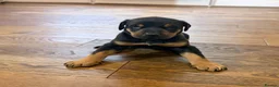 Dobermann dogs for sale: Beautiful Dobermann puppies for sale - Advert 10