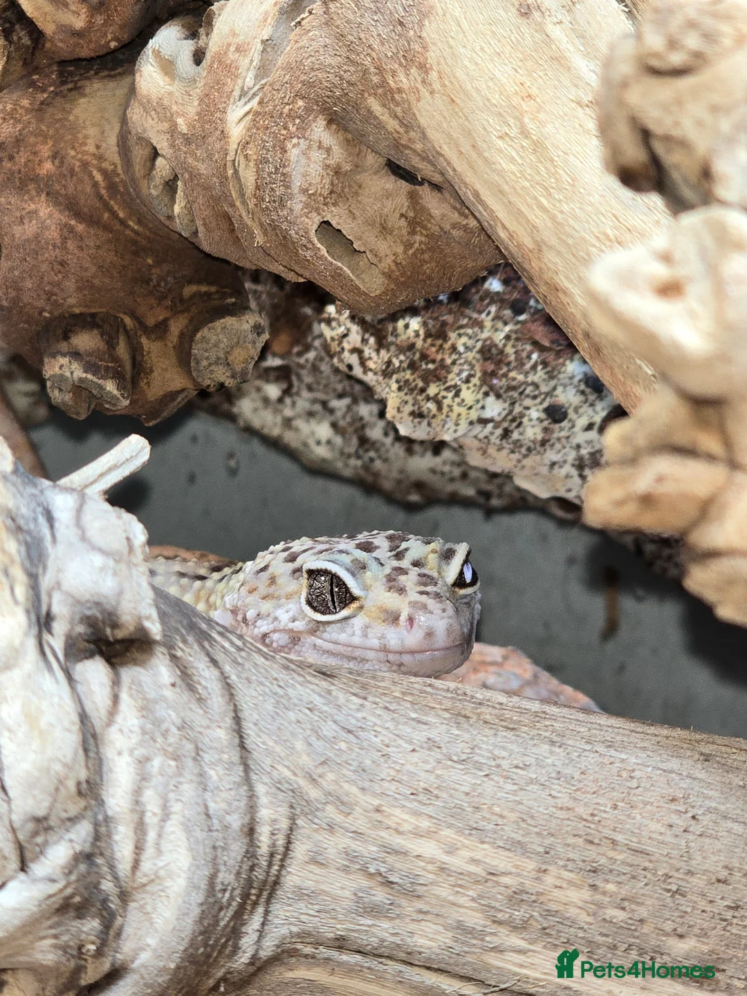 Leopard Gecko reptiles for sale: REHOME | Leopard gecko & full setup in Southampton - Advert 5