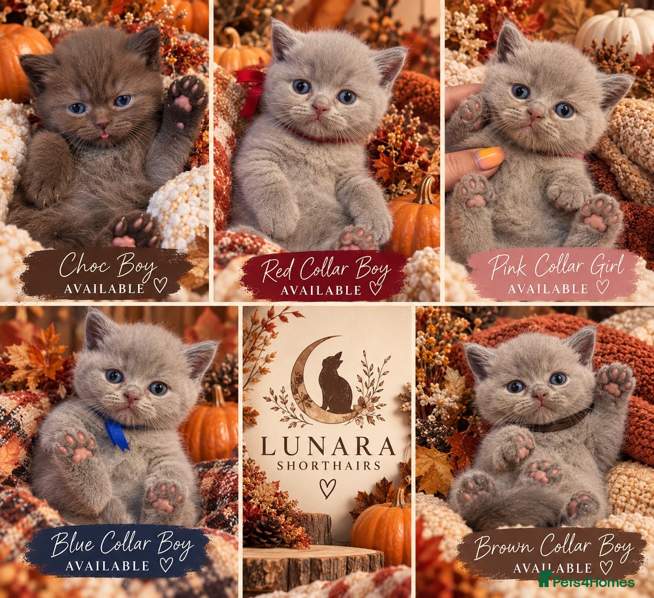 British Shorthair cats Supreme Champion Line British Shorthair Kittens - Advert 2