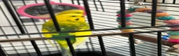 Budgerigars birds for sale: Budgie and cage free to good home - Advert 3