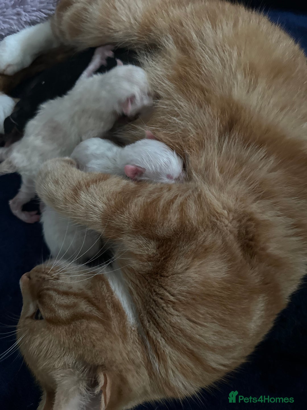 Ragdoll cats for sale: Ragdoll mix  - Advert 6