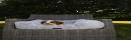 Cockalier dogs for sale: Cockalier puppies - 5 in litter  in Tonbridge - Advert 4