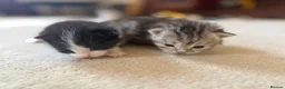 Mixed Breed cats for sale: Kittens for sale  - Advert 8