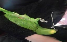 Parrots birds for sale: Amazon parrot for sale  - Image 14
