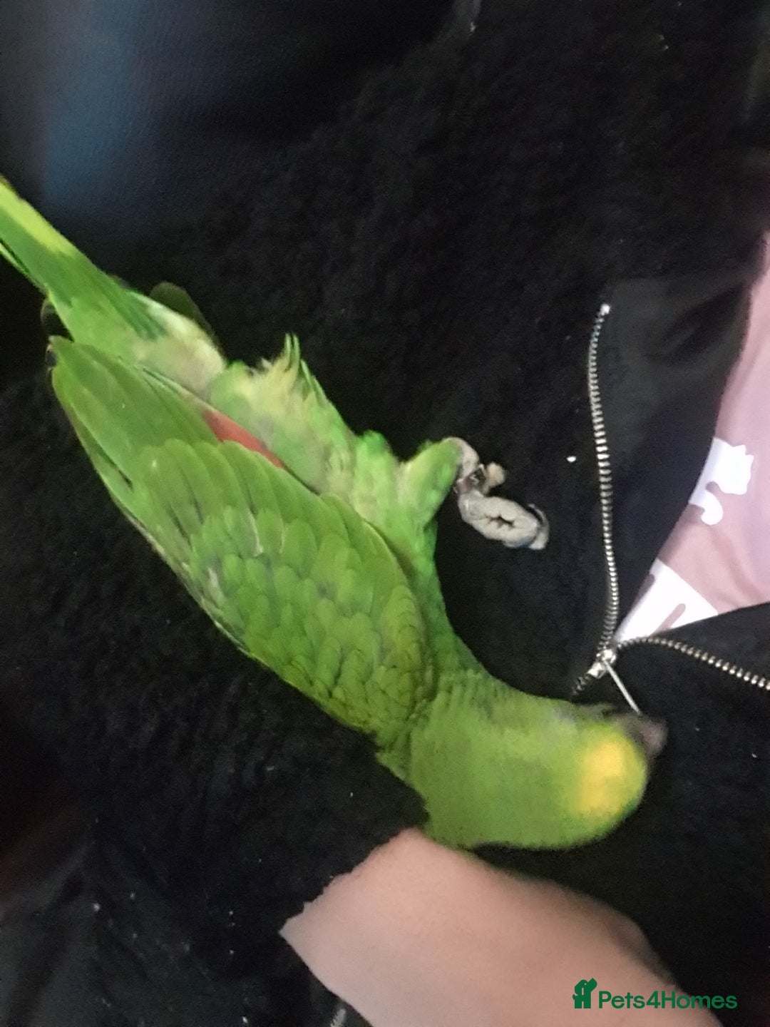 Parrots birds for sale: Amazon parrot for sale  - Image 14