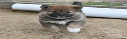 Japanese Shiba Inu dogs for sale: Exceptional Japanese Shiba Inu Puppies - Advert 8