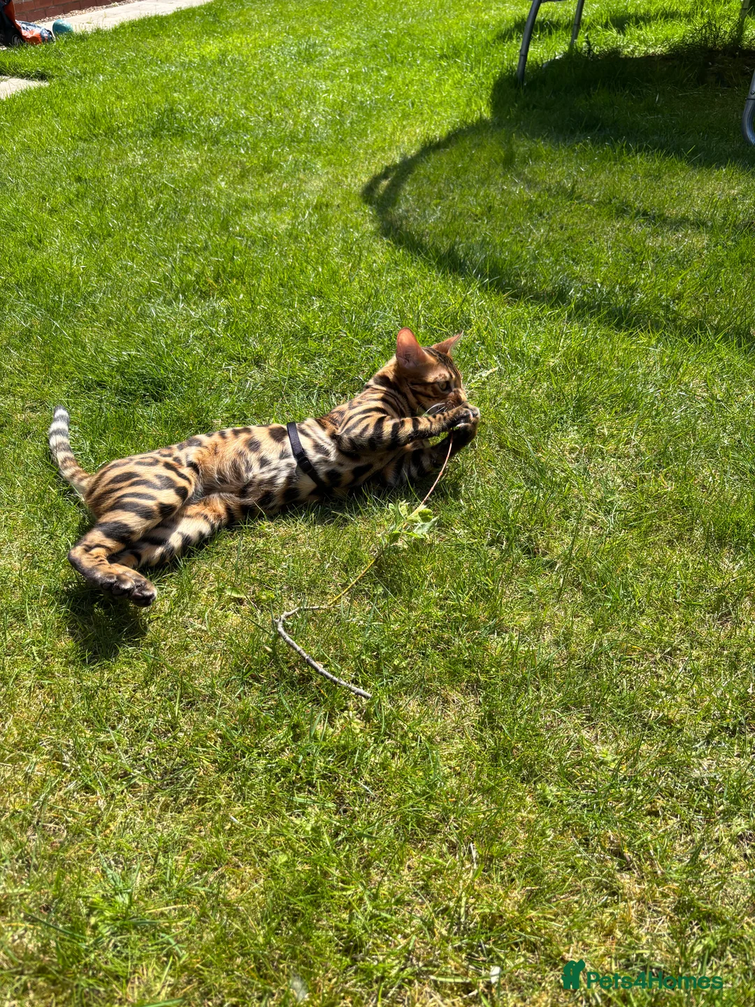 Bengal cats for sale: Popcorn - Advert 2