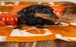 Miniature Dachshund dogs for sale: 🩷🩷 Two Beautiful KC girls🩷🩷 - Image 5