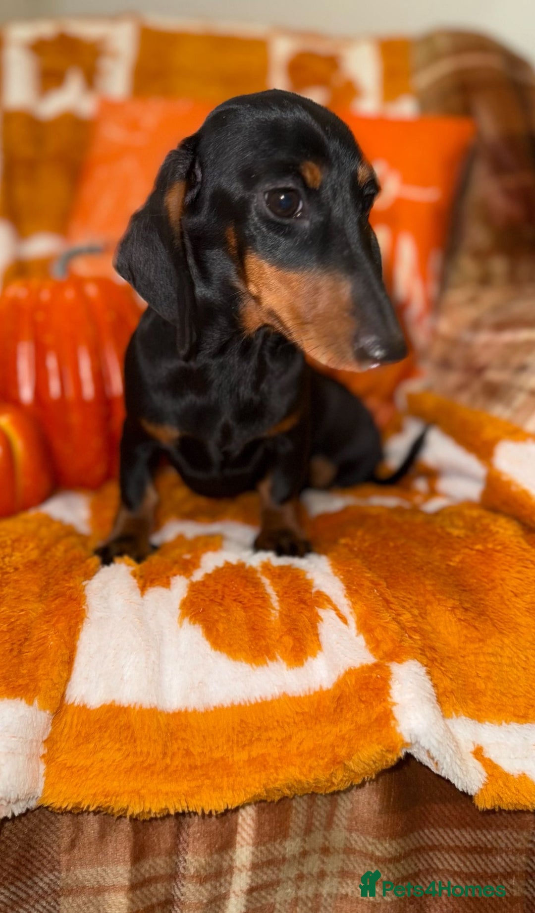 Miniature Dachshund dogs for sale: 🩷🩷 Two Beautiful KC girls🩷🩷 - Image 5