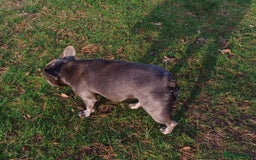 French Bulldog dogs for adoption: Meet BONNIE - a Lovely Girl, for a Loving Home - Image 17