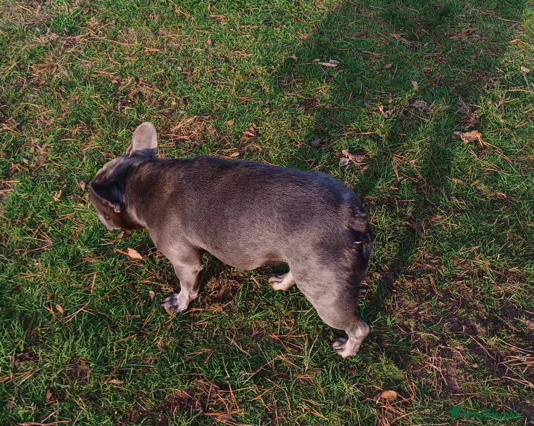 French Bulldog dogs for adoption: Meet BONNIE - a Lovely Girl, for a Loving Home - Image 17
