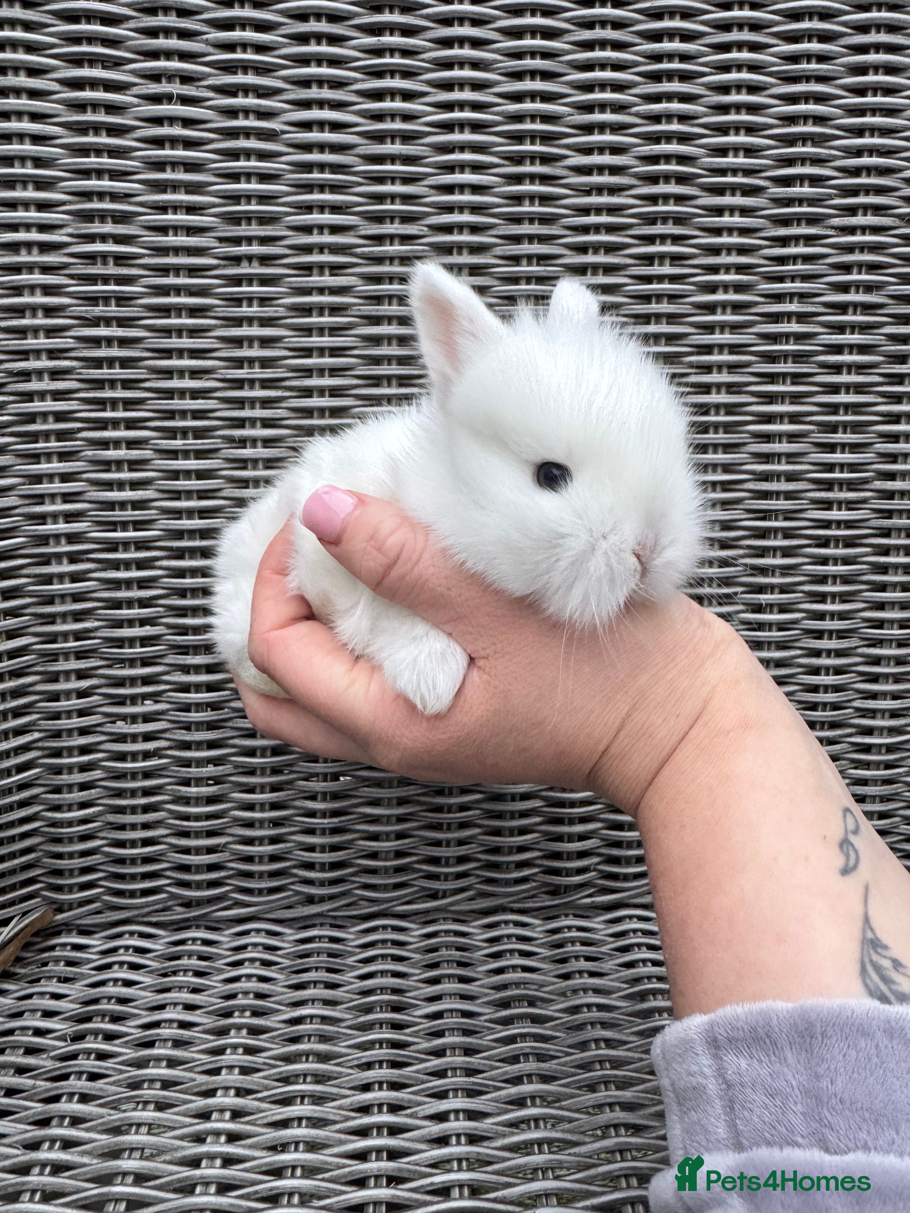 Mini Lion Lop rabbits Mini lion lop boy - Advert 11