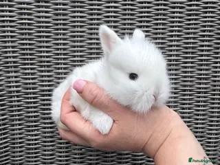 Mini Lion Lop rabbits Mini lion lop boy - Advert 11