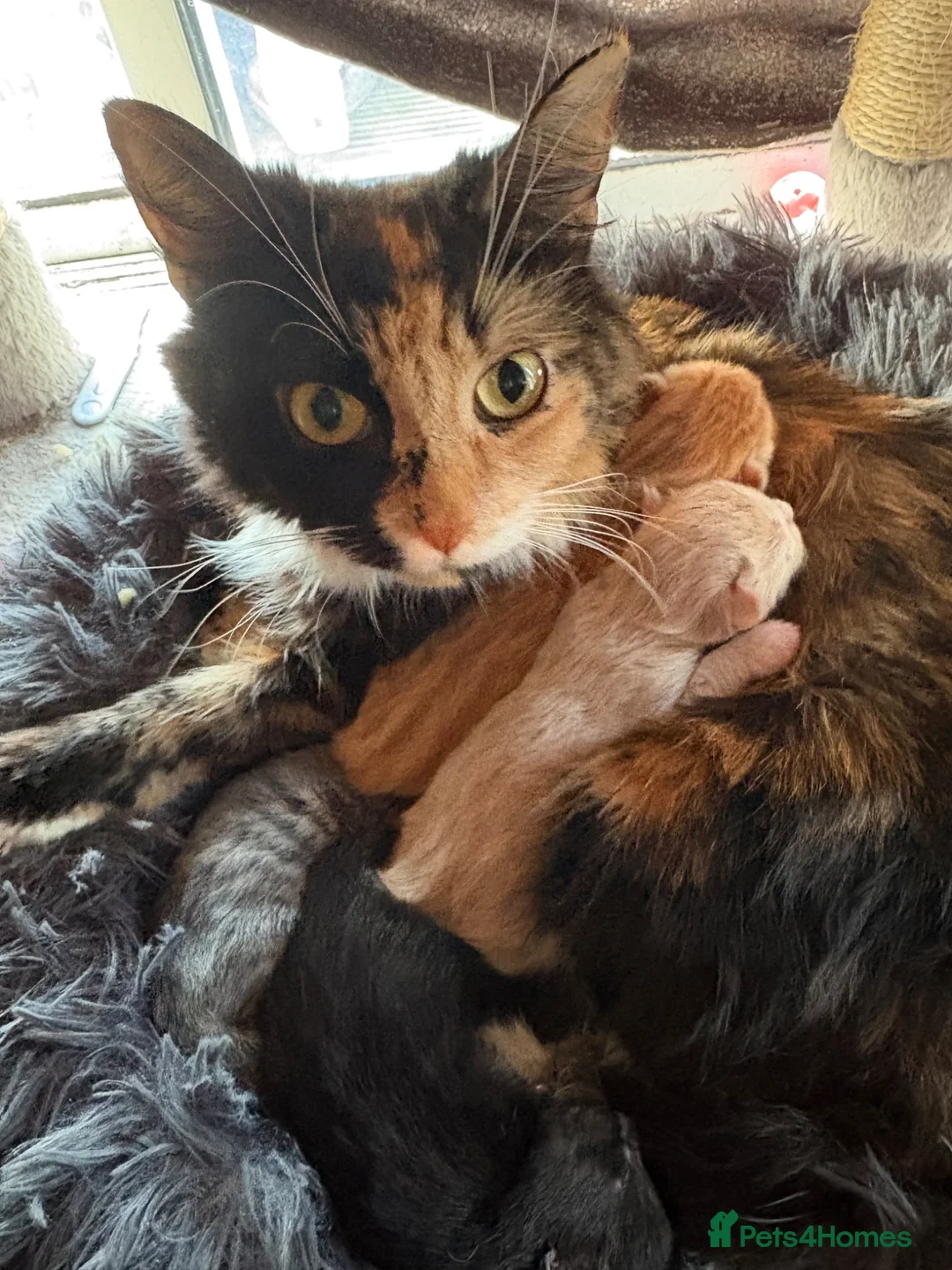 Domestic Shorthair cats for sale: Cleo the cat - Advert 1