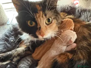 Domestic Shorthair cats Cleo the cat - Advert 13