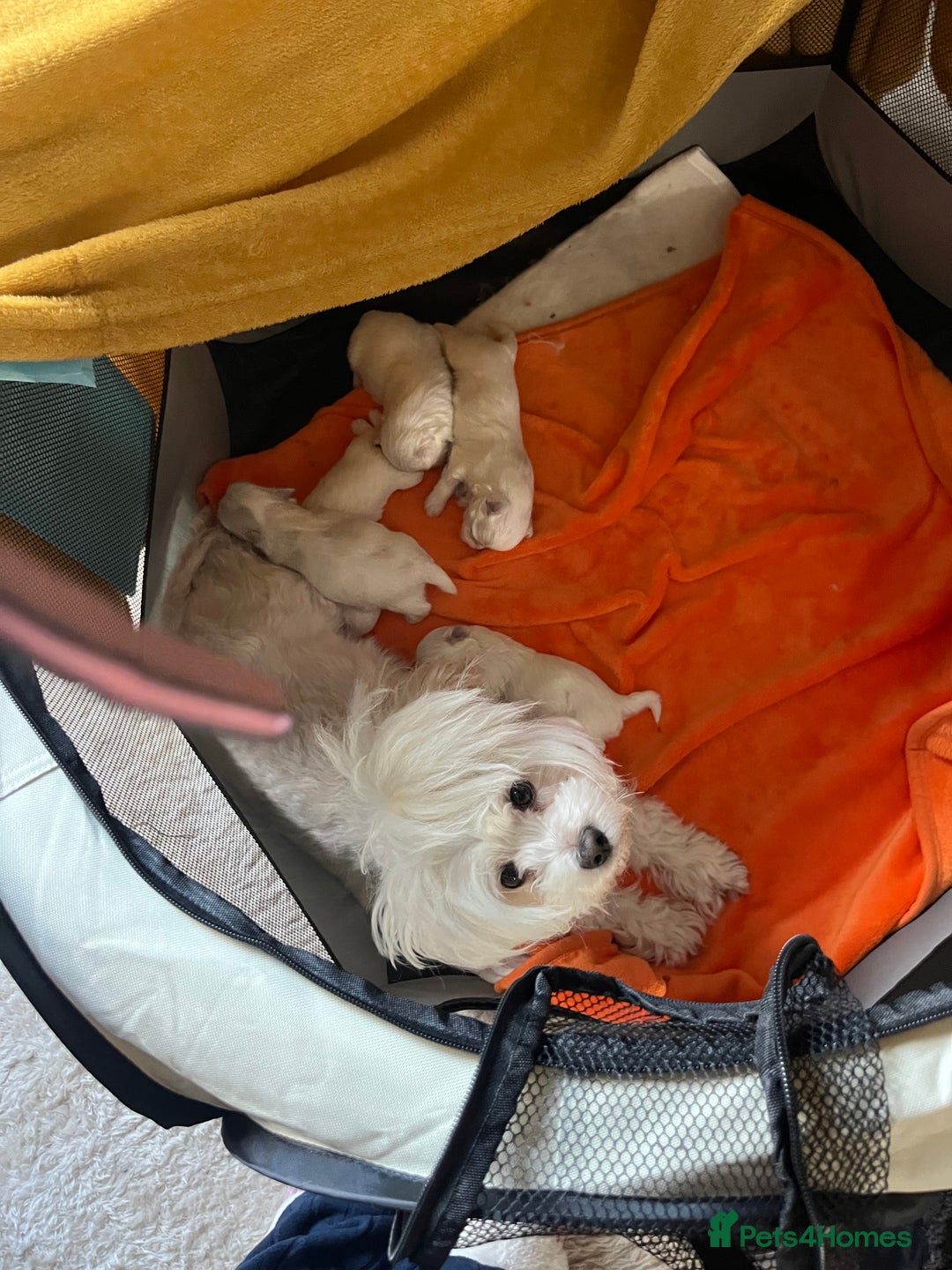 Maltese dogs for sale: Maltese babies - Advert 1