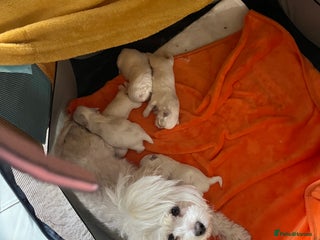 Maltese dogs Maltese babies - Advert 8