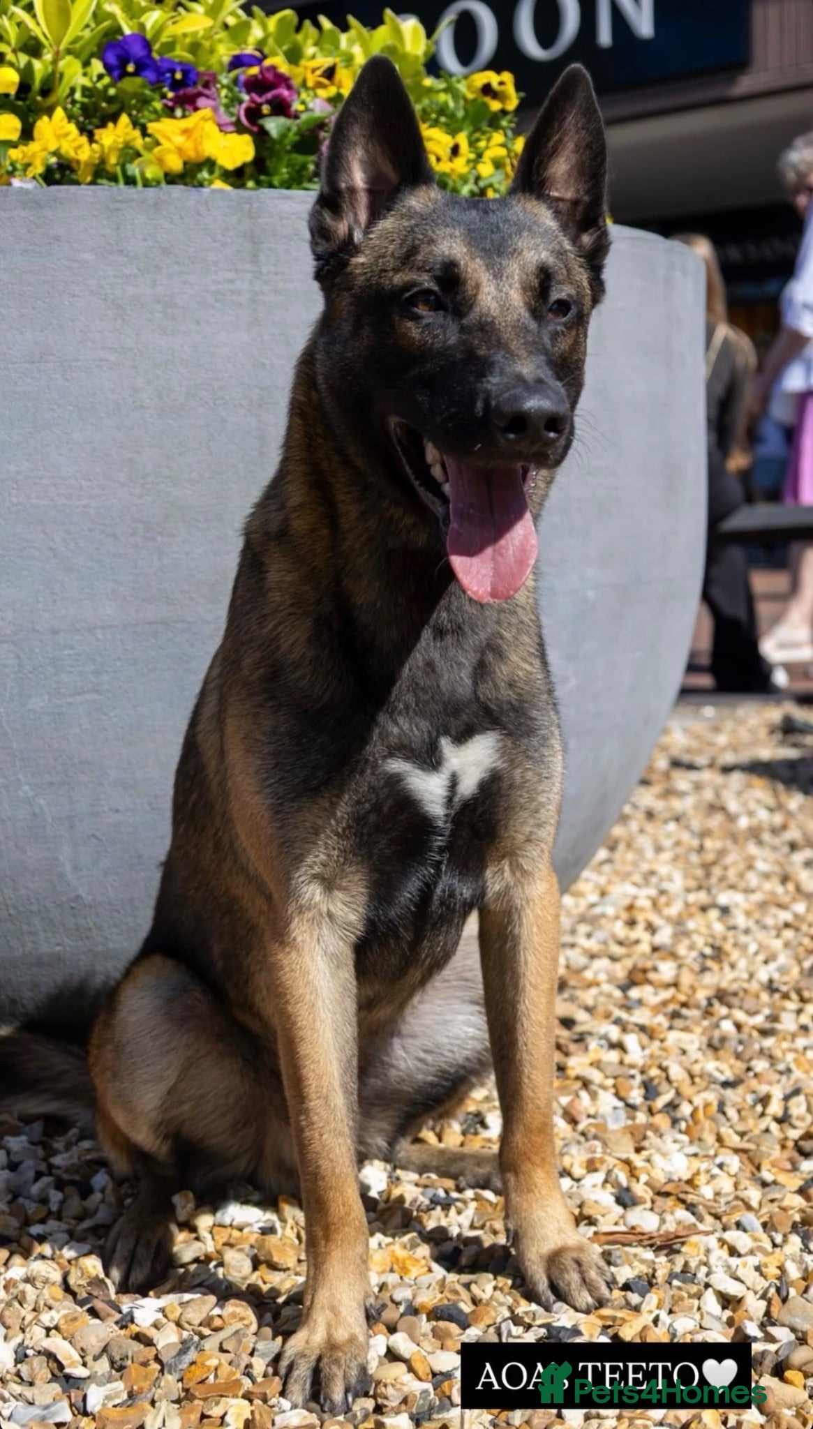 Belgian Shepherd Dog dogs Fully trained Belgian Malinois for sale - Advert 1