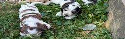 Cocker Spaniel dogs for sale: OUTSTANDING KC SHOW COCKER SPANIELS  - Advert 20
