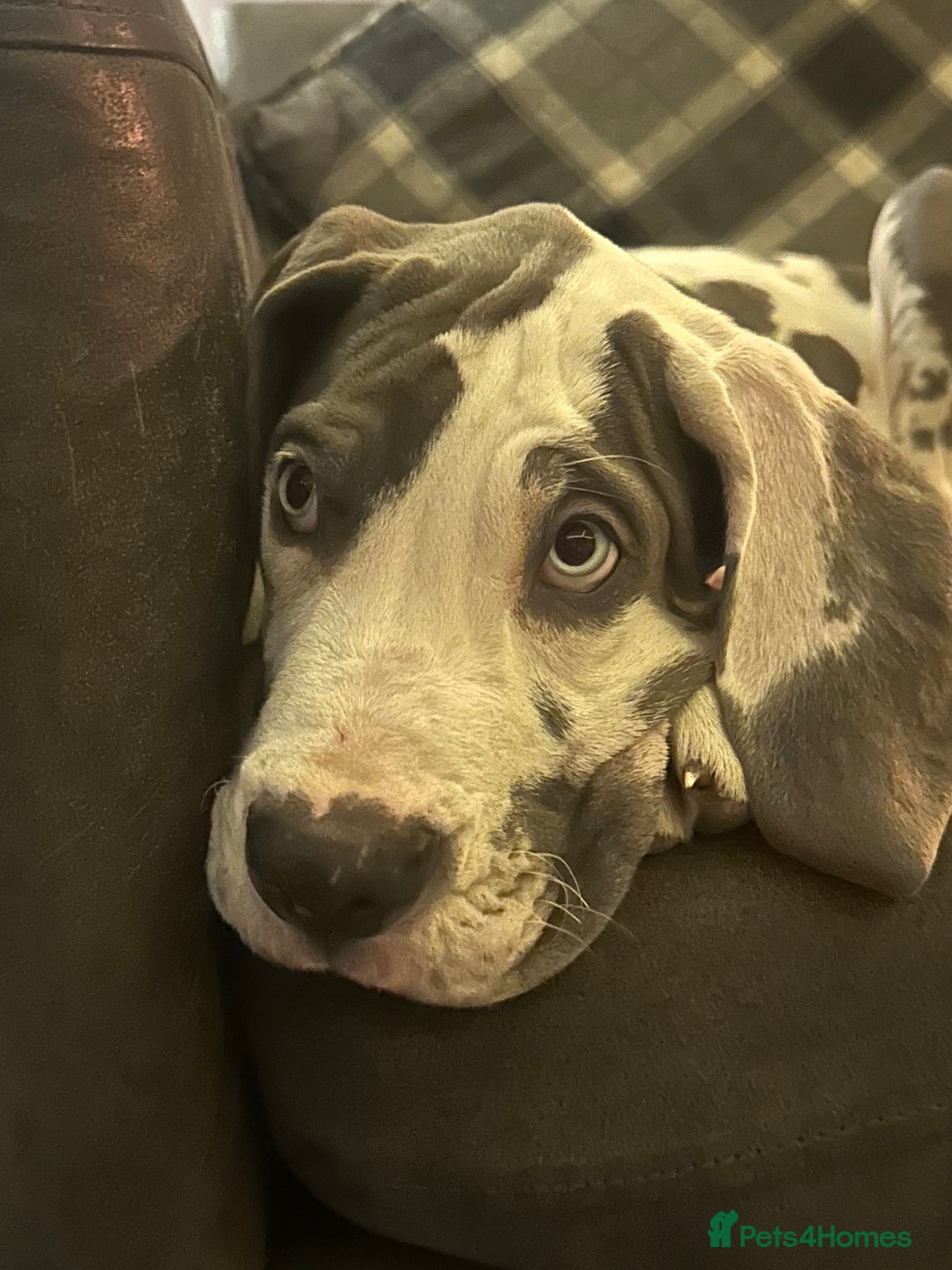 Great Dane dogs for sale: Reduced***** KC registered blue Great Dane puppies - Advert 28