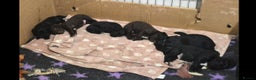 Mixed Breed dogs for sale: Gorgeous Sprockapoollies - Advert 2