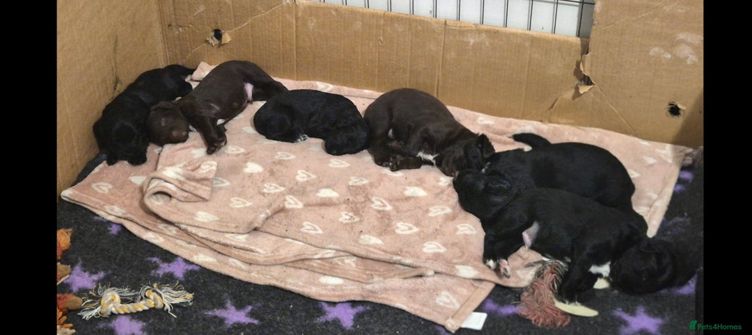 Mixed Breed dogs for sale: Gorgeous Sprockapoollies - Advert 2