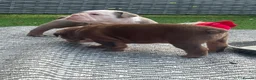 English Bulldog dogs for sale: 🍫Outstanding choc English bulldogs 🌟⭐️⭐️ - Advert 8