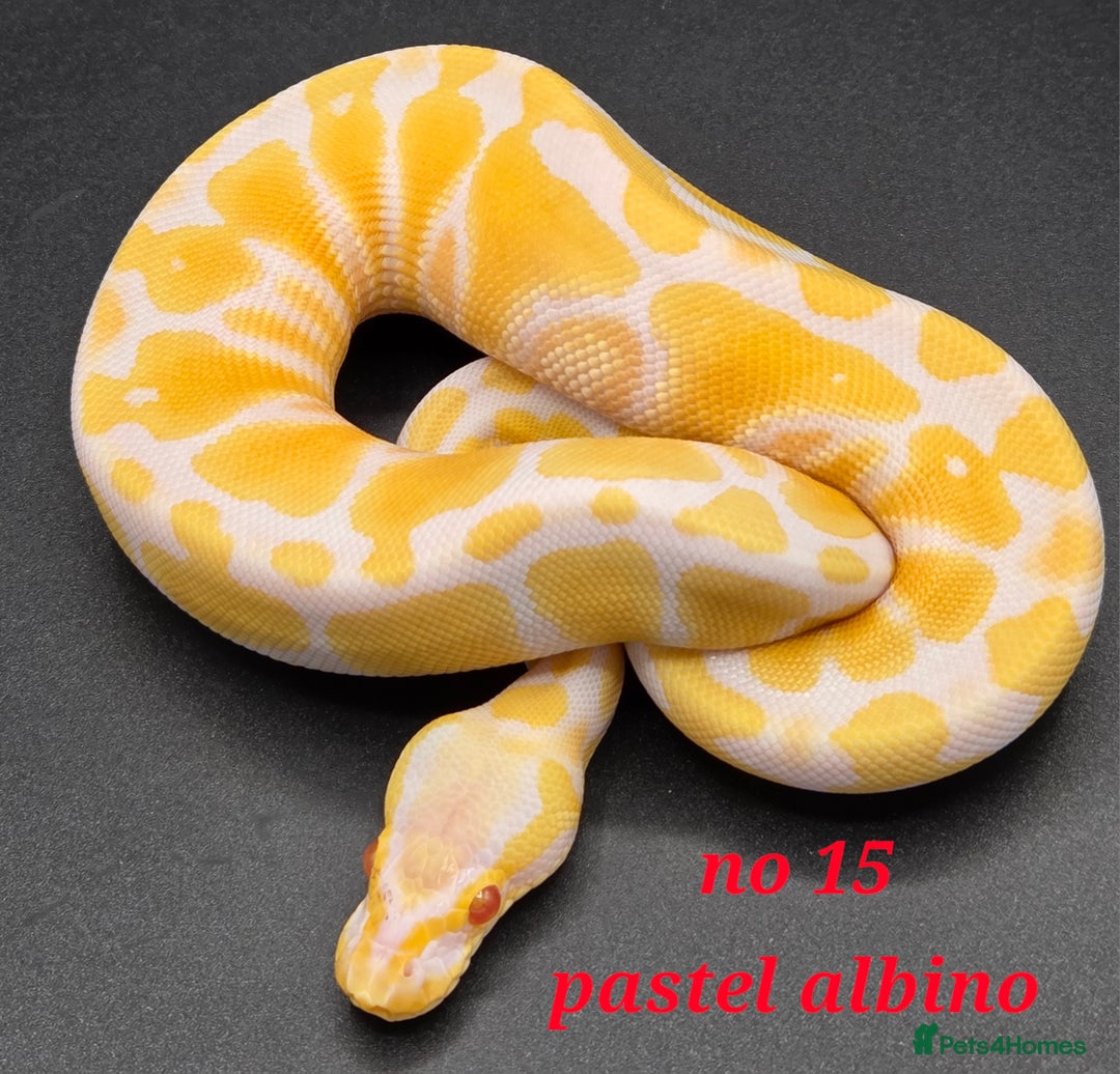 Python Snake reptiles for sale: Various ball python's  - Image 8