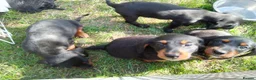 Doxiepoo dogs for sale: Daxiepoos 5 gorgeous pups  in Sturminster Newton - Advert 2