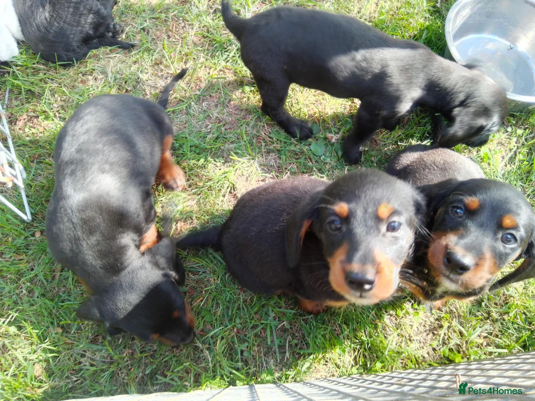 Doxiepoo dogs for sale: Daxiepoos 5 gorgeous pups  in Sturminster Newton - Advert 2
