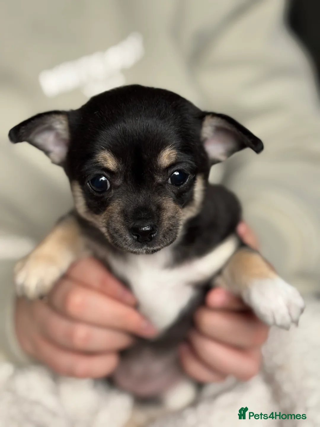 Chihuahua dogs for sale: Chihuahua puppies  - Advert 2