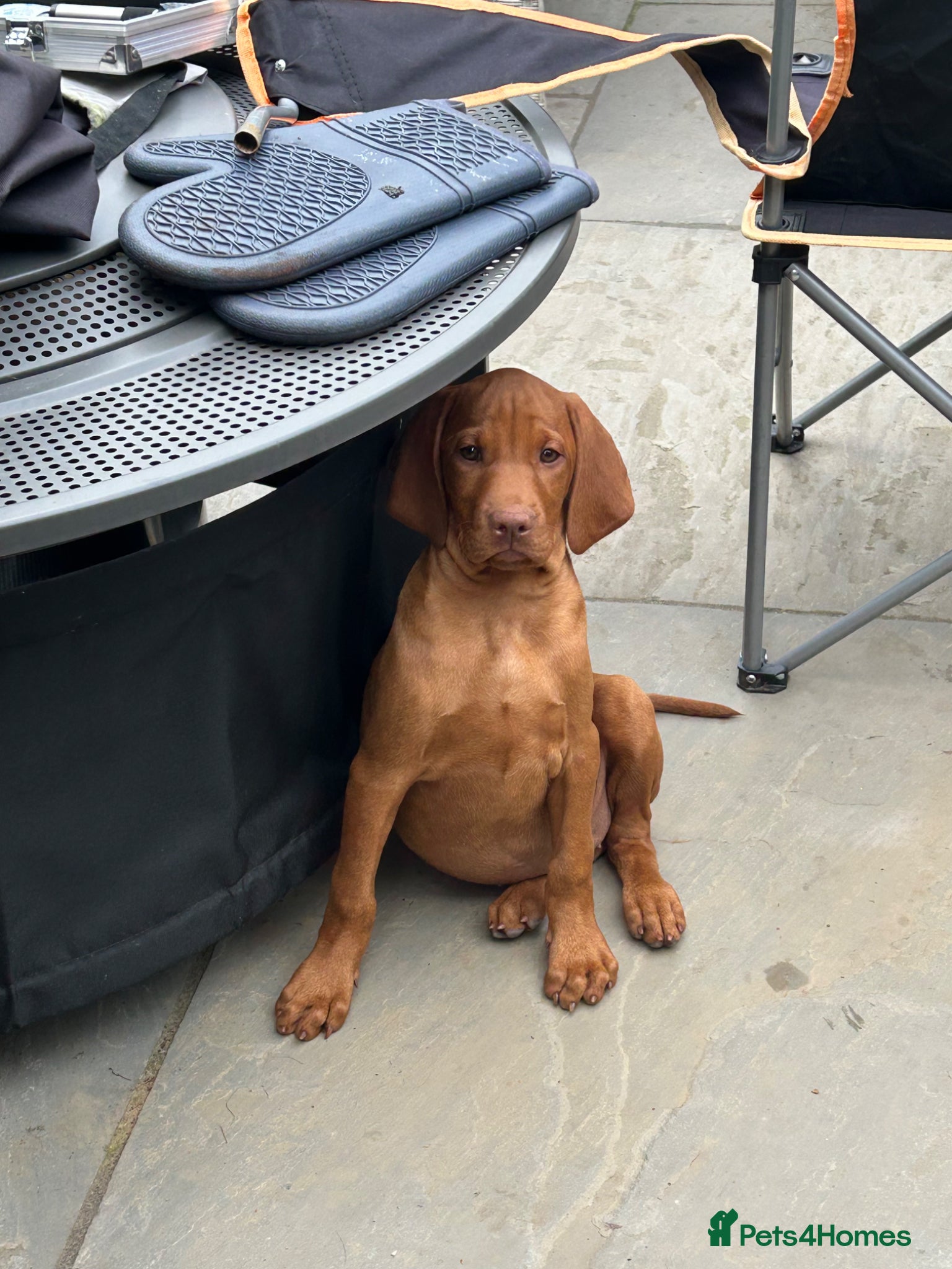 Hungarian Vizsla dogs KC Hungarian Vizsla puppies  - Advert 2