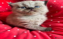 Perdoll cats for sale: Luxury Perdoll Kittens Available To Reserve  - Image 10