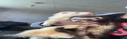 Ferret rodents for sale: 2 ferrets male and famale  in Glasgow - Advert 1