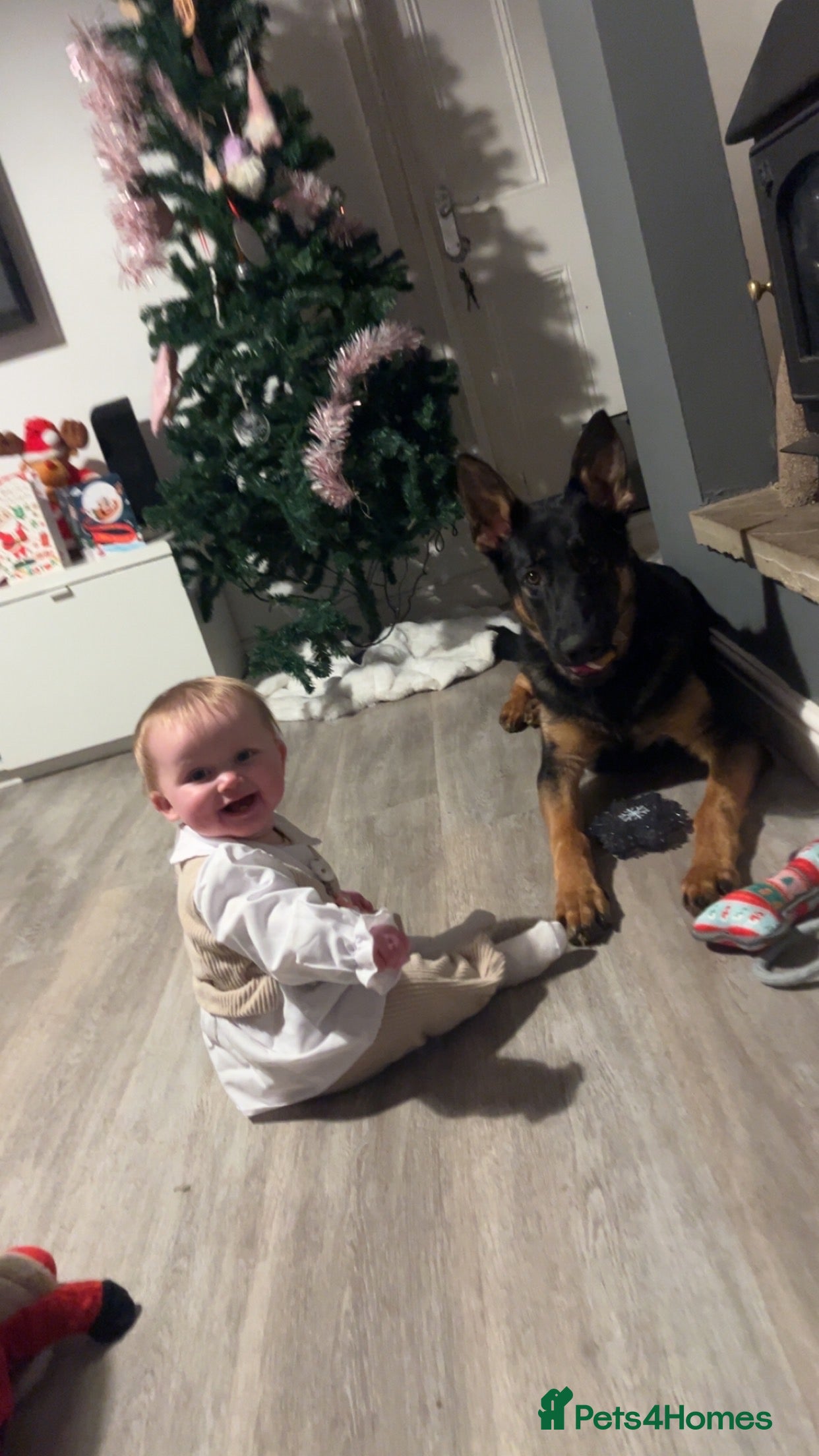 German Shepherd dogs German sherpard male puppy  - Advert 2