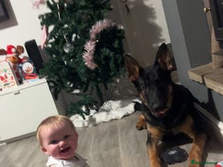 German Shepherd dogs German sherpard male puppy - Advert 2