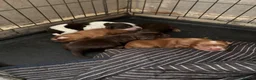 Sprocker dogs for sale: Gorgeous Sprocker puppies - Advert 7
