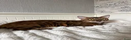 Bengal cats for sale: 🐆Exceptional Pedigree Bengal Kittens 🐆 - Advert 27