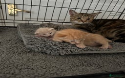 American Shorthair cats for sale: 4 stunning bsh x American short kittens avail - Image 29