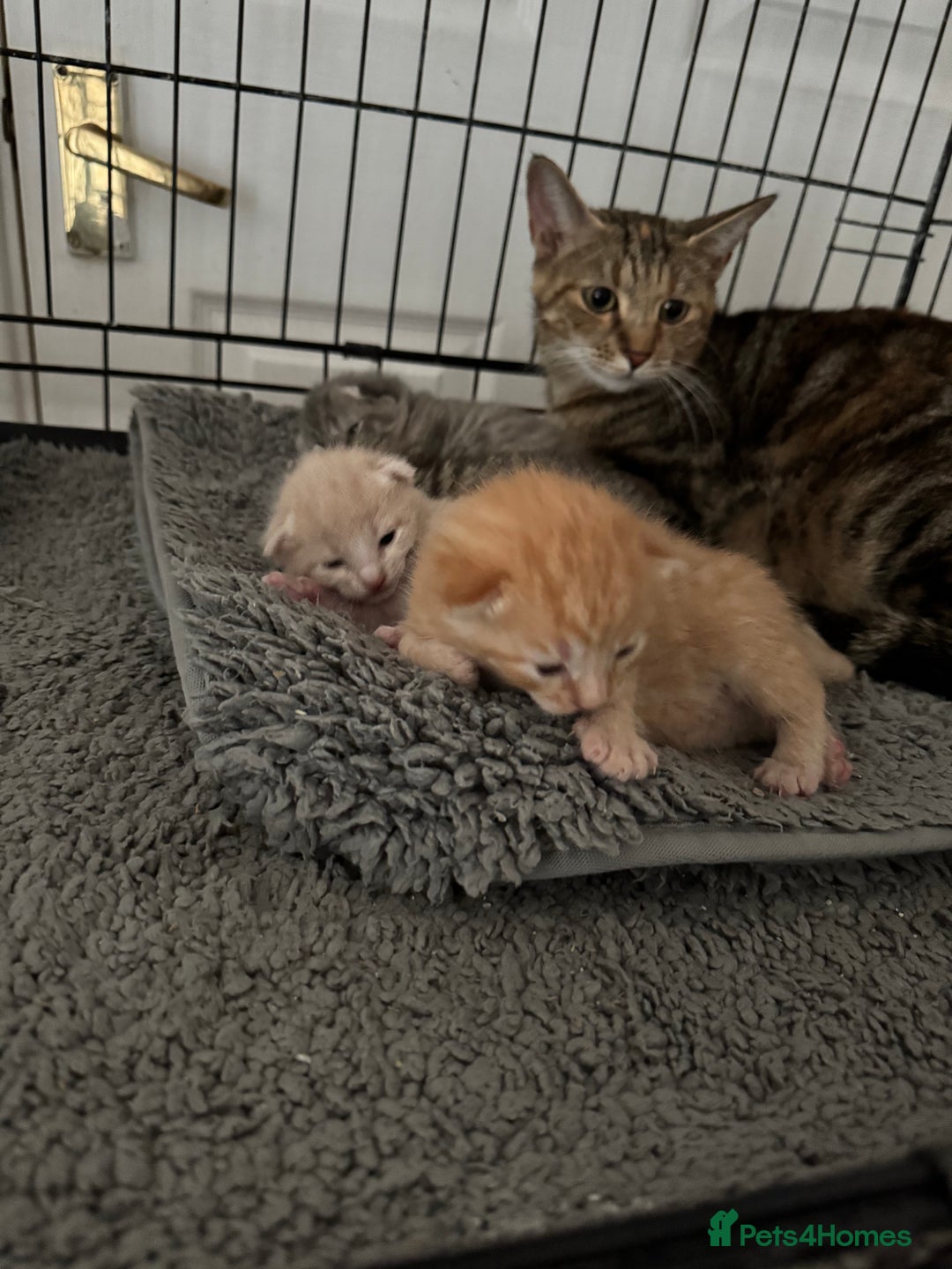 American Shorthair cats for sale: 4 stunning bsh x American short kittens avail - Image 29
