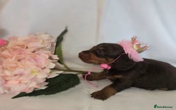 Mixed Breed dogs for sale:  miniature dachshund cross toy poodle doxiepoo   - Image 27