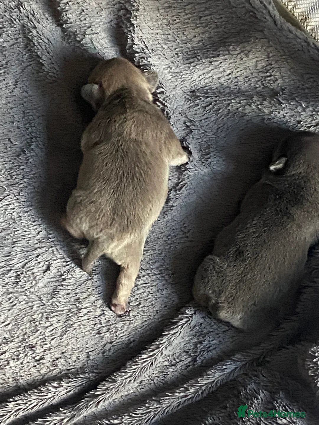 Mixed Breed dogs for sale: French bulldog/English bulldog - Advert 28