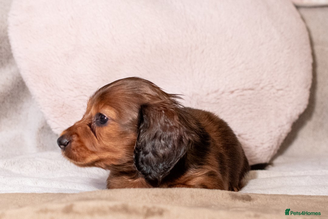 Miniature Dachshund dogs for sale:  Miniature Long-Haired Dachshund Puppies–Red Merle - Advert 11