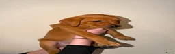 Labrador Retriever dogs for sale: Stunning fox red Labrador pups 🐶  in Rotherham - Advert 13
