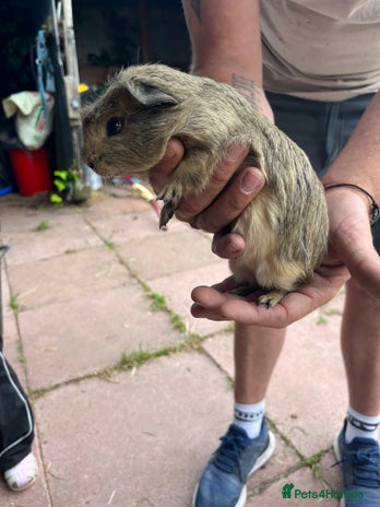 Guinea Pig rodents - Advert 17