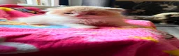 Scottish Fold cats for sale: Scottish fold kittens - Advert 5