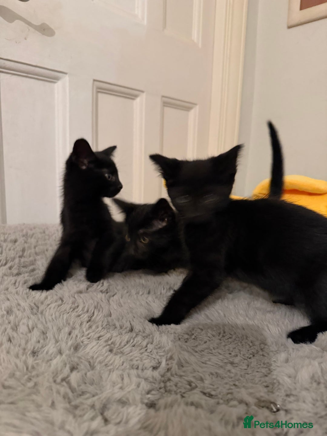 Mixed Breed cats for sale: Beautiful black kittens ready now - Image 5