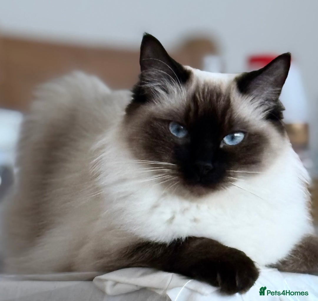 Ragdoll cats for sale: Lovely Ragdoll looking for lovely family - Advert 7